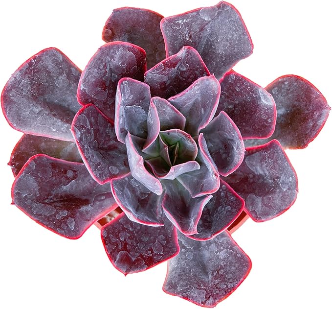 Sprout N Green Echeveria Linda Jean | 'Rob Roy', Live Succulent Fully Rooted in 4" Pot, Rare House Plant for Home Indoor Holiday Wedding Garden Decor, DIY Project, Party Favor