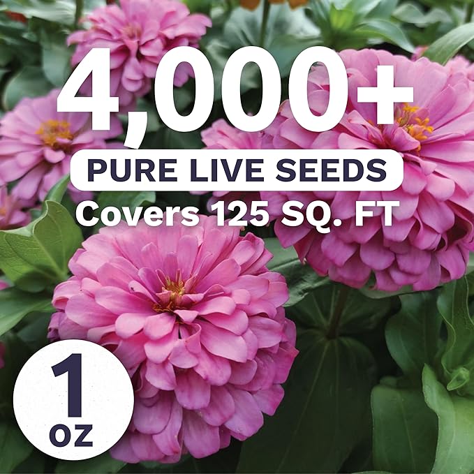 Zinnia Luminosa - Large 1 Ounce Packet - 4,000 Flower Seeds for Planting - Zinnia elegans