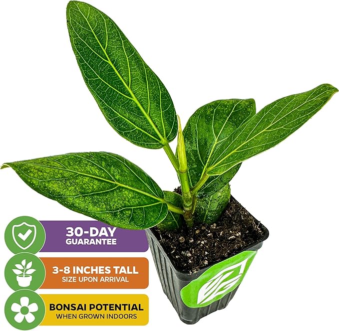 Audrey Fig (Banyan Tree) Live Plant - Ficus benghalensis by Wellspring Gardens - Easy-Care Ornamental Beauty, Perfect Sacred Starter Plant for Your Home & Garden Elegance