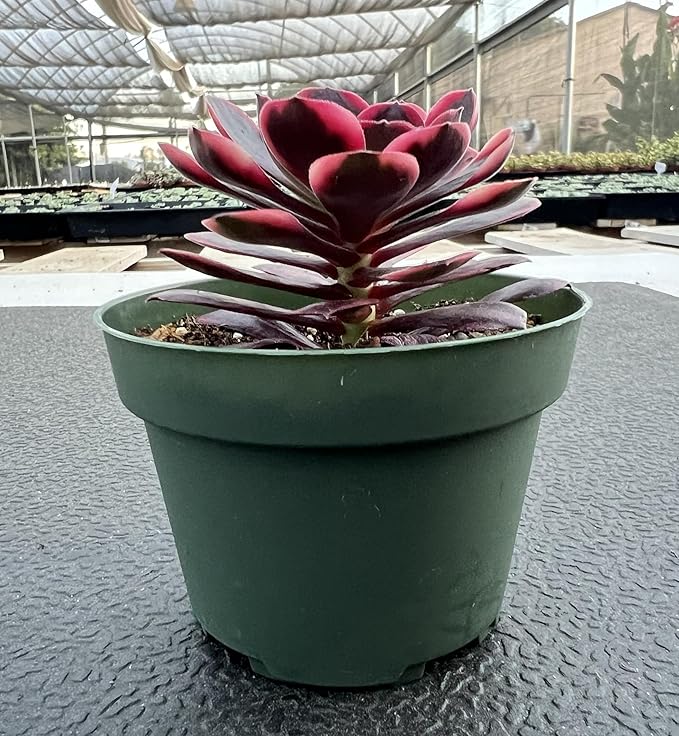 Sprout N Green Aeonium 'Superbang', Live Rare Succulent Potted 4" Planter, Real House Plant for Party Favors Home Indoor Outdoor Garden Wedding Decoration DIY Projects