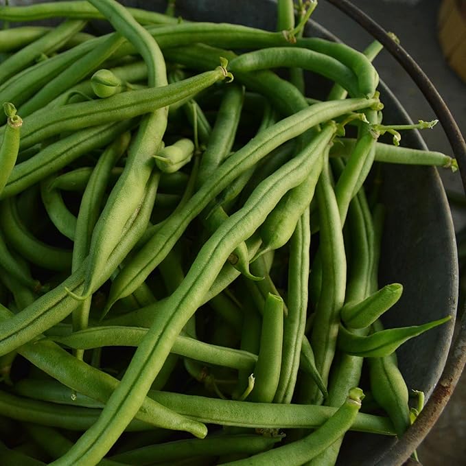 Jade Bush Green Bean - 4oz Bulk (~400 Seeds) - Heirloom Snap Variety, USA-Grown, Non-GMO Green Bean Seeds for Planting Outdoors in Containers or The Home Garden, Thresh Seed Company