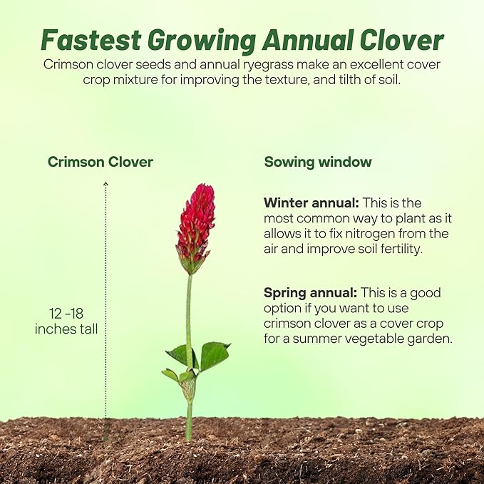 Outsidepride Crimson Clover Seeds - 2 lbs. Annual, Nitrocoated, & Inoculated Ground Cover Seeds, Ideal Clover Seed for Lawn, Cover Crop, Pasture, Hay, Green Manure & Wildlife Forage