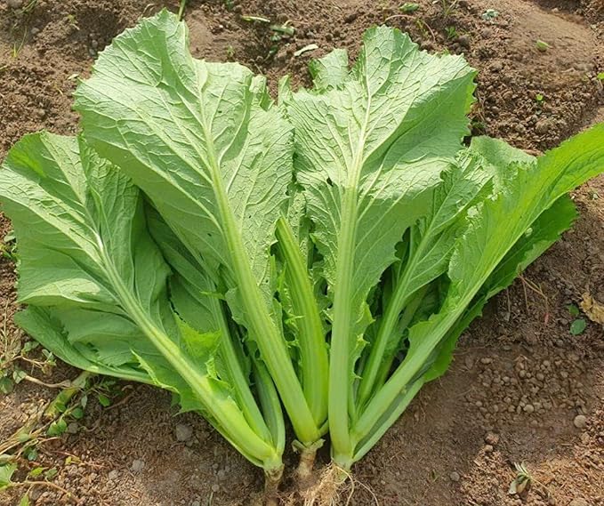2000 Organic Mustard Green Seeds - Cải Bẹ Xanh - Leaf Mustard, GAI Choy - Non-GMO, Heirloom, Made in USA 99% Germination Rate - Vegetable for Yard & Garden Planting