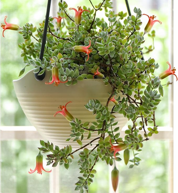 4" Cotyledon Pendens, Live Succulent Fully Rooted in Pots with Soil Mix, Rare House Plant for Home Office Wedding Indoor Outdoor Decoration, DIY Projects, Party Favor