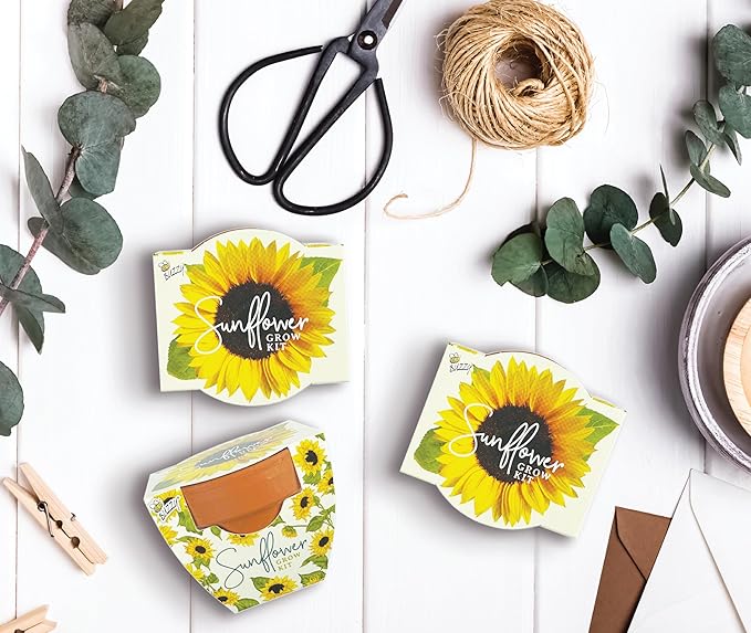 BUZZY Seeds All-in-One Sunflower Mini Terracotta Pot Grow Kits 12-Pack, Indoor Mini Garden Seed Starter for All Ages, Grow Your Own Vibrant Flowers, DIY Plant Project, Gardening Gift