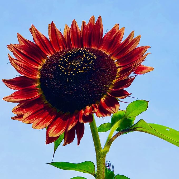 Park Seed ProCut Red Sunflower Seeds – Deep Red 4-Inch Blooms with Brown Centers, Easy to Grow Spring Variety, Ideal for Cutting & Wildlife Gardens, Pack of 50