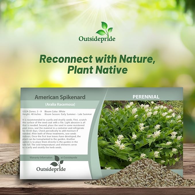 Outsidepride American Spikenard Seeds - 250 Pcs. Perennial, Hardy, Versatile & Pollinator Friendly, Herb Seeds for Planting Aromatic Foliage with Showy White Blooms for Wildlife Gardens & Easy Growth