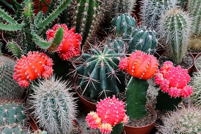 Seeds Indoor Cactus Exotic Mix Succulents Barrel Flowers Non GMO