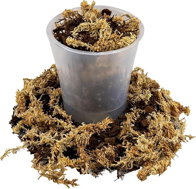 Gardenera Premium Orchid Mix by GARDENERA | Fern + New Zealand Pine Bark + Sphagnum Moss + Perlite | Best for Growing and Repotting Orchids - 1 Quart Bag