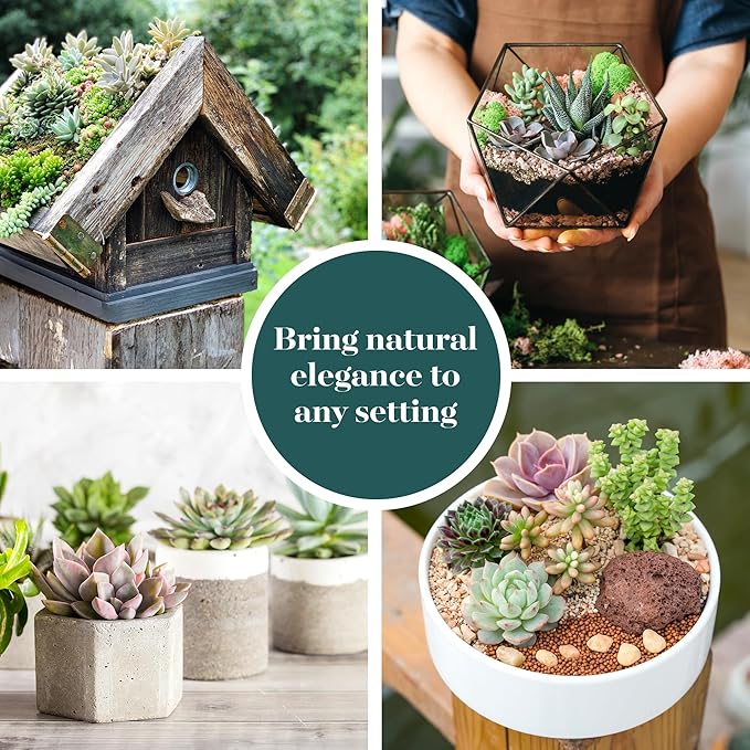 Shop Succulents Assorted Succulent Plant Pack Collection - Live Mini Succulent Plants, Low Maintenance, Mixture of Colors & Textures - Wedding and Party Favors, Gift & Garden, Pack of 12
