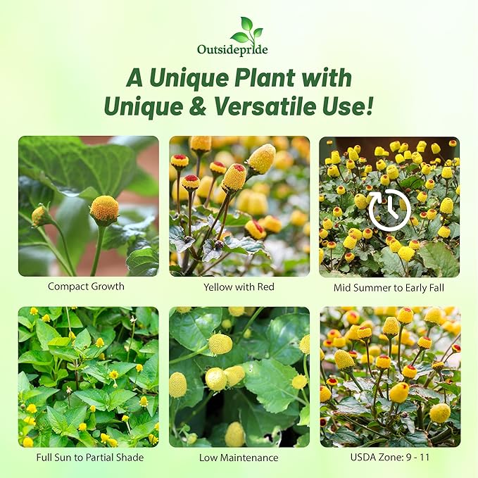 Outsidepride Toothache Plant Seeds - 5000 Pcs. Perennial, Easy to Grow & Pollinator Friendly, Herb Seeds for Planting Ornamental, Pompom-Shaped Yellow Blooms for Culinary Creations & Herb Gardens