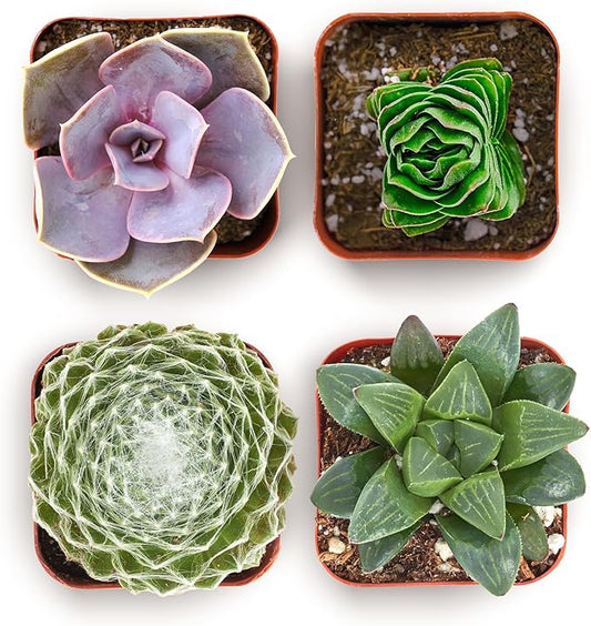 Shop Succulents Collectors Succulent Plant Pack Collection - Live Mini Succulent Plants, Low Maintenance, Colors & Textures - Wedding and Party Favors, Gift & Garden, Pack of 4