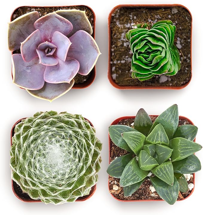 Shop Succulents Collectors Succulent Plant Pack Collection - Live Mini Succulent Plants, Low Maintenance, Colors & Textures - Wedding and Party Favors, Gift & Garden, Pack of 4