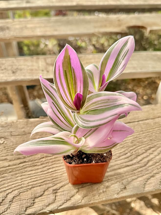 2" Unique Succulents Plants Live, Live Starter Succulent Plants, Easy Care House Plants Rooted in Succulent Soil Mix, by The Succulent Cult (Tradescantia Nanouk)