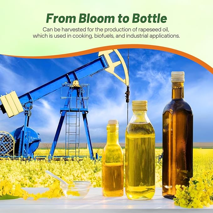 Outsidepride Trophy Forage Rape Seed - 10 Lbs Heat, Cold & Drought-Tolerant Brassica Food Plot Seed, Ideal for for Deer & Livestock Grazing, Fall Planting, Soil Improvement, & Erosion Control