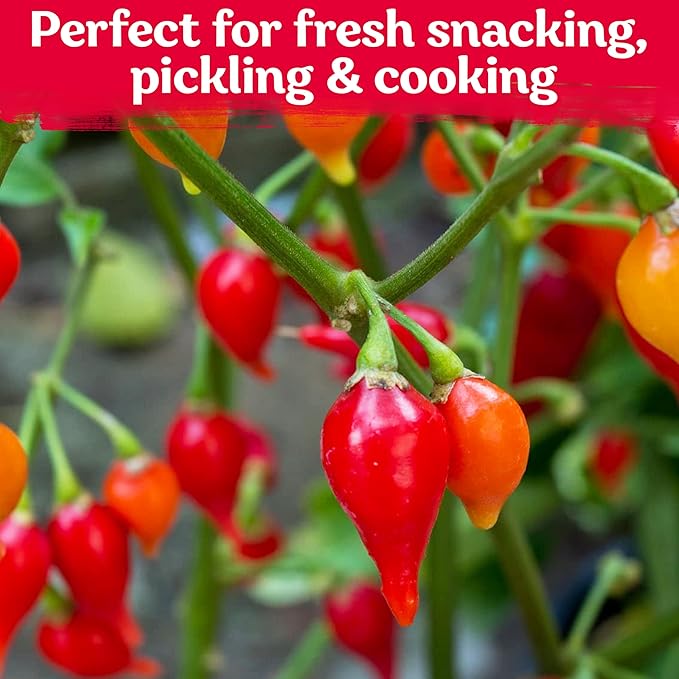 KVITER 50 Pimenta Biquinho, Sweety Drop Peppers Seeds (Capsicum Chinense) – Chupetinho, Pimenta de Bico, Little Red Tear Drop Peppers – Heirloom Red Pepper Vegetable Seeds for Outdoor & Indoor Garden