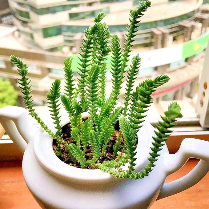 Sprout N Green Watch Chain, Rare Live Crassula muscosa Succulent Plant Fully Rooted in 4" Planter with Soil, Home Office Indoor Outdoor Wedding Decoration DIY Projects Party Favor