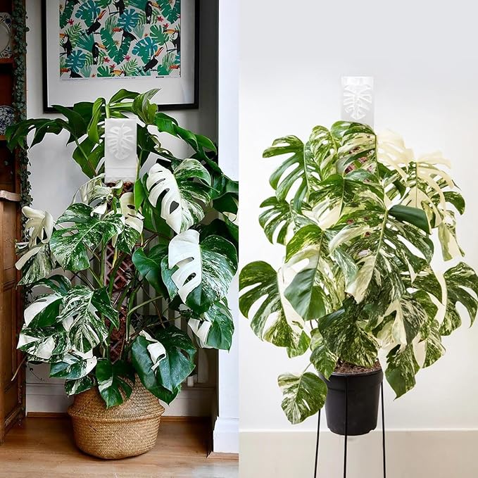 4 Psc 9'' D Shaped Moss Pole with Water dripper,Easy-to-Assemble Monstera Plant Support,Anti-tip Sturdy Plant Poles for Large Climbing Plants,Plastic Moss Pole for Plants Indoor (White)