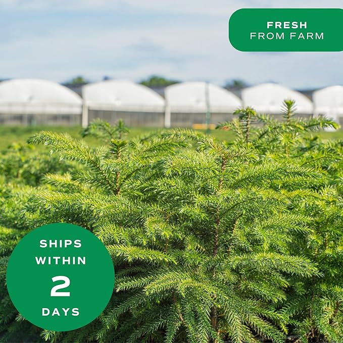 Costa Farms Live Christmas Tree, 18 to 20-Inches Tall, Decorated with Christmas Gift Wrap, Ornaments and Tree-Topper, Fresh From Our Farm