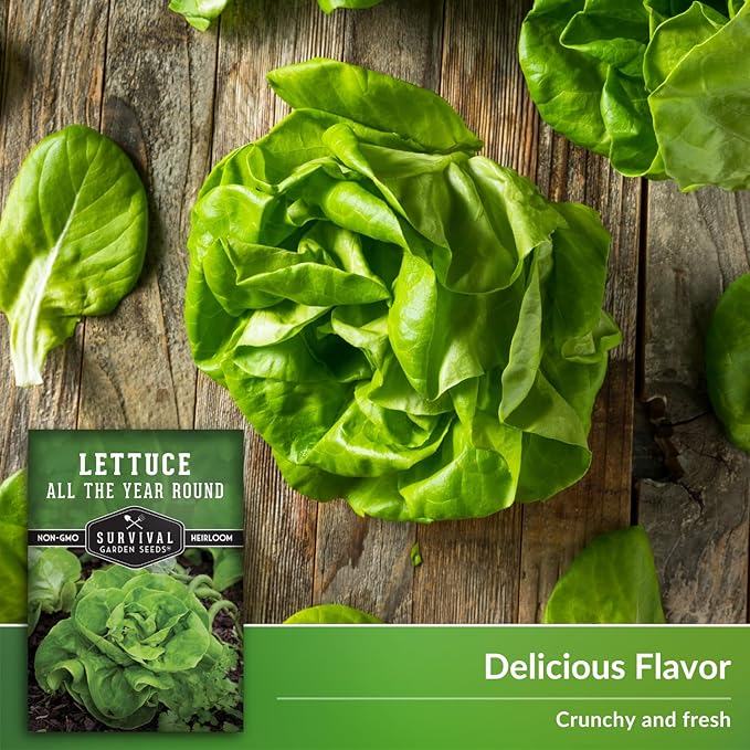 All The Year Round Lettuce Seed for Planting - 3 Packets with Instructions to Plant & Grow Adaptable Salad Greens in Your Home Vegetable Garden - Non-GMO Heirloom Variety - Survival Garden Seeds