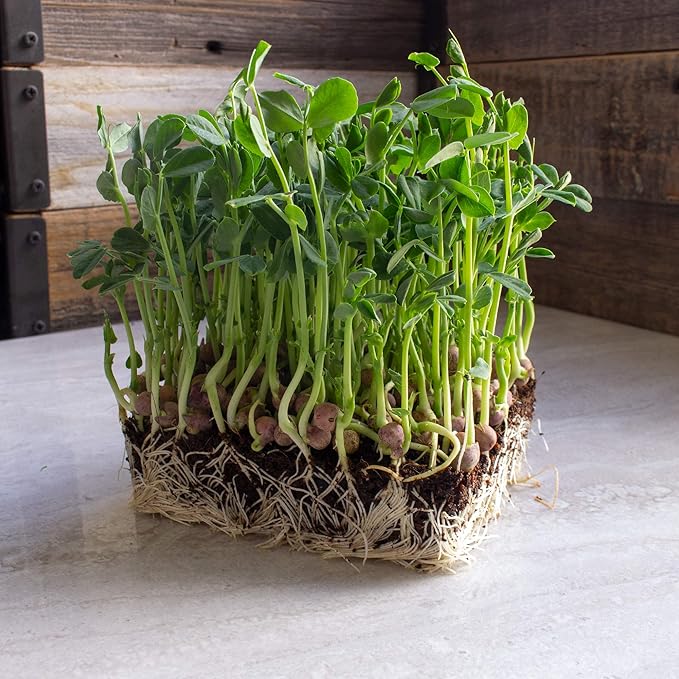 Arivka Pea Garden Seeds - 25 g Packet ~130 Seeds - Non-GMO Green Pea Seeds - Microgreens & Cover Crop - AKA: Arivka Field Pea