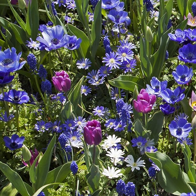 Blue Garden Flower Collection โ 40 Bulbs | Rare Spring Blooming Perennials: Purple Alliums, Blue Tulips, Muscari, Anemone | Attracts Butterflies & Bees โ Zones 3โ9