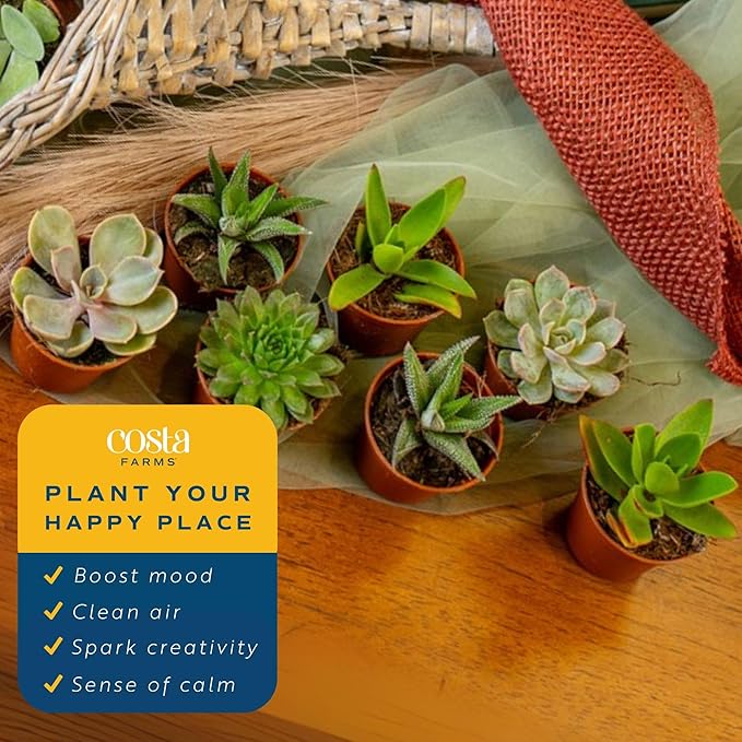 Costa Farms Live Succulents (Pack of 6) - Mini Succulent Plants, Grower's Choice Live Houseplants, Potted in Nursery Plant Pots, Potting Soil, Gift for Bulk Baby Shower, Bridal Shower, DIY Room Decor