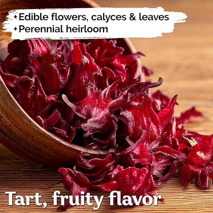 KVITER 150 Roselle Seeds for Planting (Hibiscus Sabdariffa) – Jamaican Sorrel/Cranberry Hibisco Seeds/Gongura Seed/Sour Leaf Seed – Perfect for Hibiscus Tea Organic, Outdoor & Indoor Garden