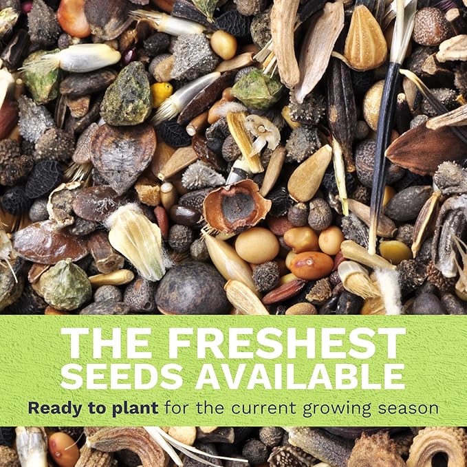 Coleus Rainbox Mix - Large 500mg Envelope - 1,500 Flower Seeds for Planting - Plectranthus scutellarioides