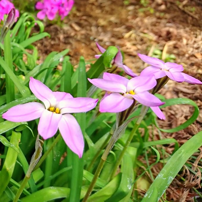 Easy to Grow Starflower 'Charlotte Bishop' Plant Bulbs (10 Pack) - Light Pink Flowering Blooms in Spring Gardens