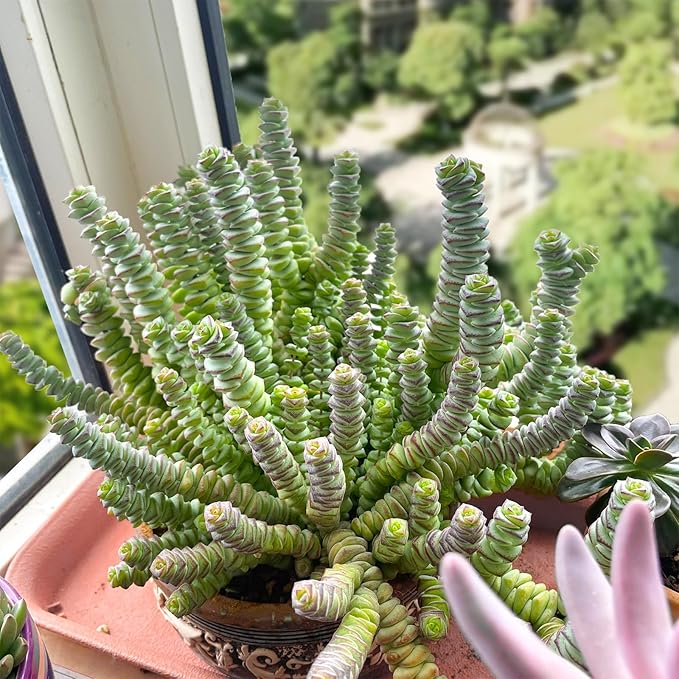 Sprout N Green 4" String of Buttons, Live Crassula 'Baby's Necklace' Trailing Succulent Rooted in Pots, Rare House Plant for Home Office Wedding Hanging Decoration, DIY Projects, Party Favor