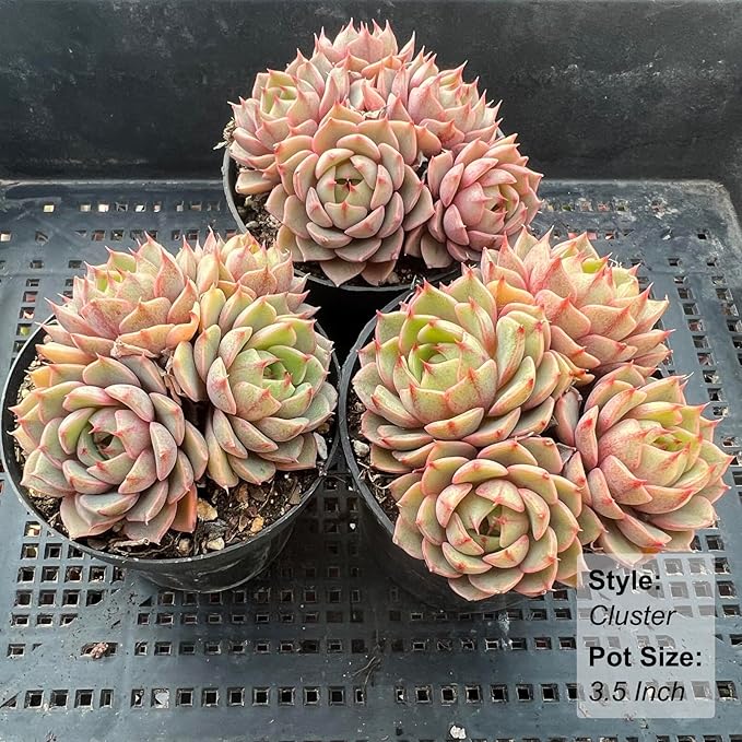 Echeveria Ben Badis Rare Live Succulent Plants, Orange 3-4 Heads 3.5" Live Plant, Package Without Pot & Soil, Garden Indoor Office Desk, Wedding Party Baby Shower Decoration, Friend Plant Lovers Gifts