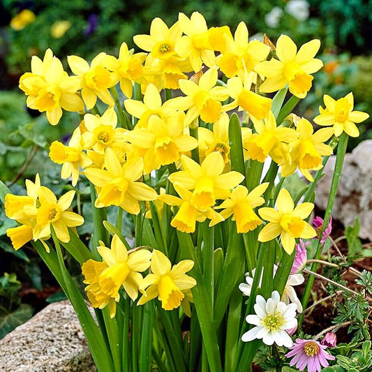 Garden State Bulb Narcissus Tete-a-Tete Daffodil Flower Bulbs, 12/14cm, Fall Planting (Bag of 250)