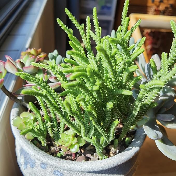 Sprout N Green Watch Chain, Rare Live Crassula muscosa Succulent Plant Fully Rooted in 4" Planter with Soil, Home Office Indoor Outdoor Wedding Decoration DIY Projects Party Favor