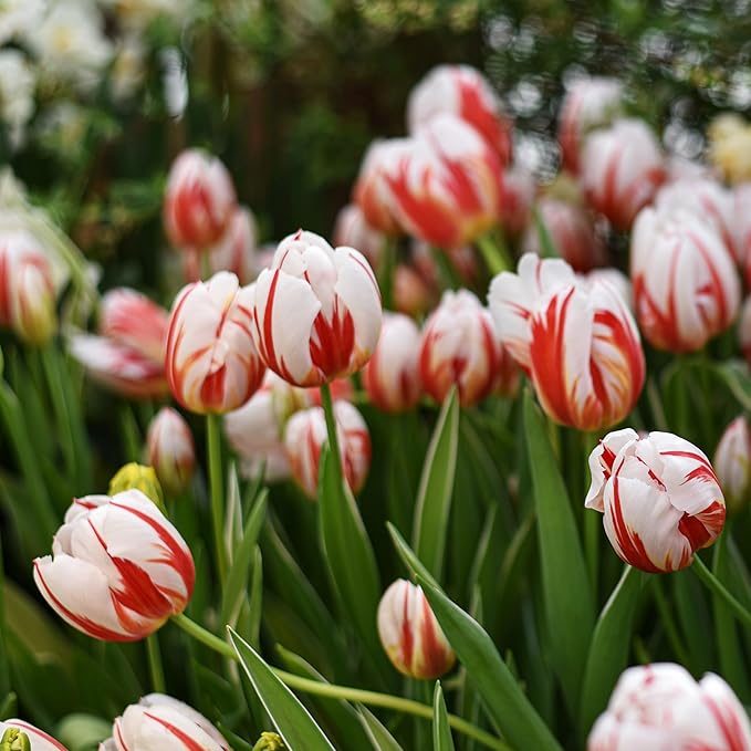 Mixed Sorbet Tulips โ 8 Bulbs | Pink, Red & White Perennial Flowers - Spring Blooming | Easy-to-Grow Rembrandt Tulips for Rock Gardens, Borders & Containers โ Zones 3โ8 | Butterfly & Bee Attracting