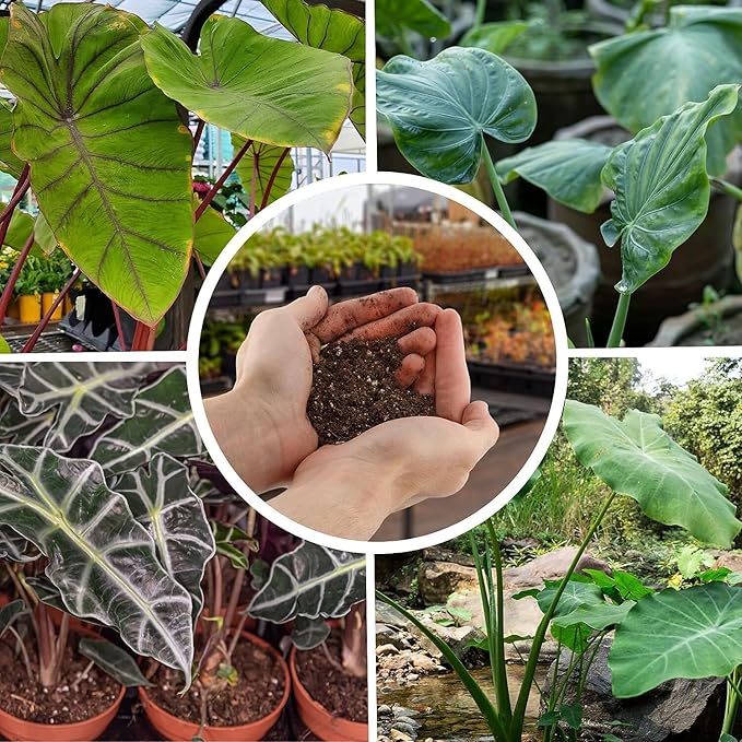 GARDENERA Alocasia Plant Potting Soil - Enhance Leaf Beauty and Health with Professional Grade Nutrient-Rich Mix - 3 Quart