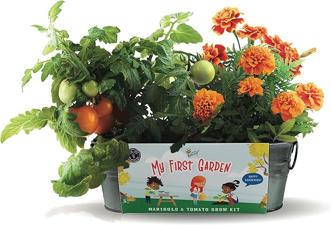 Buzzy Seeds My First Garden Kids Windowsill Grow Kit, Tomato and Marigold Seeds, Indoor Gardening Starter Set for Beginners, Fun DIY Planting Project Gift, New Home Present