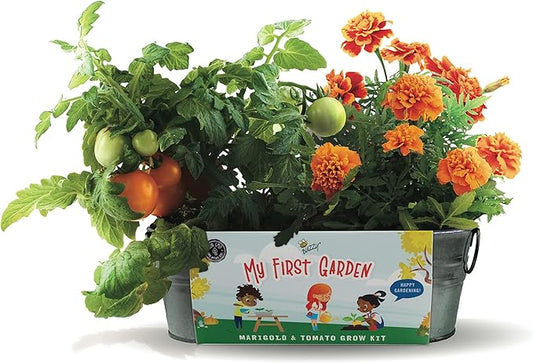 Buzzy Seeds My First Garden Kids Windowsill Grow Kit, Tomato and Marigold Seeds, Indoor Gardening Starter Set for Beginners, Fun DIY Planting Project Gift, New Home Present