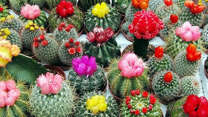 Seeds Indoor Cactus Exotic Mix Succulents Barrel Flowers Non GMO