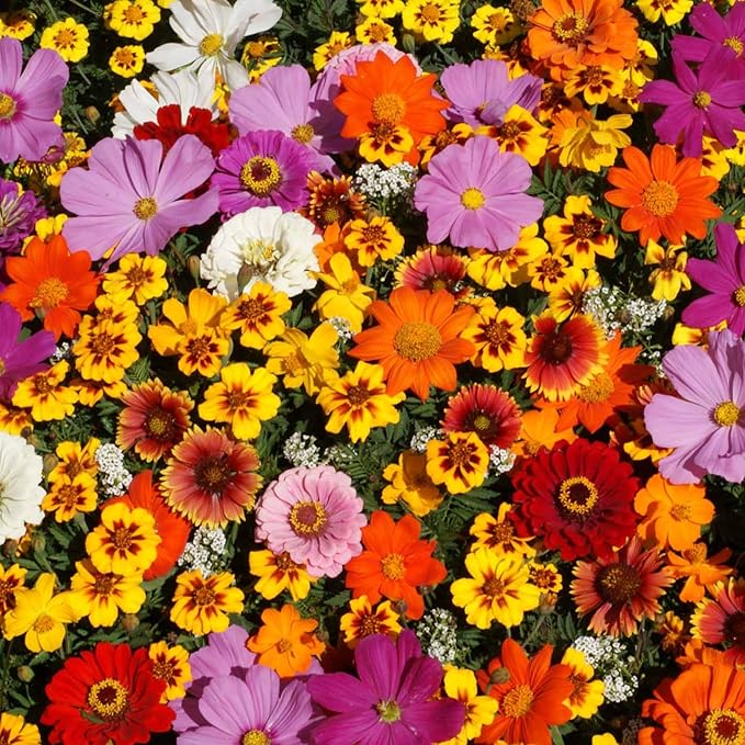 Wildflower Seeds Bulk β National Wildflower Seed Collection β Perennial Wildflowers Mix β Flower Seeds for Planting β Wild Flowers (Save The Monarchs)