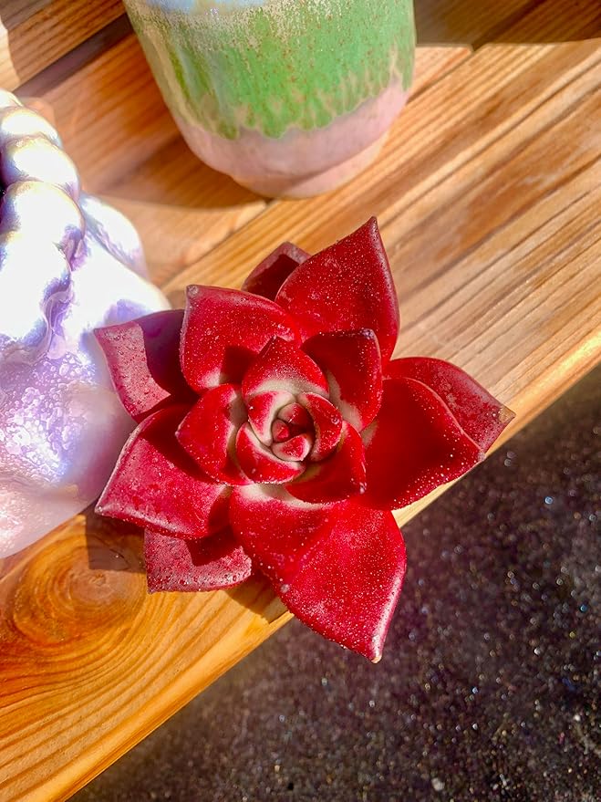 Echeveria Agavoides v Romeo Rubin Rare Live Succulent Plants, Red 1 Head 2.5" Live Plant, Package Without Pot Soil, Garden Indoor Office Desk, Wedding Party Baby Shower Decoration, Plant Lovers Gifts