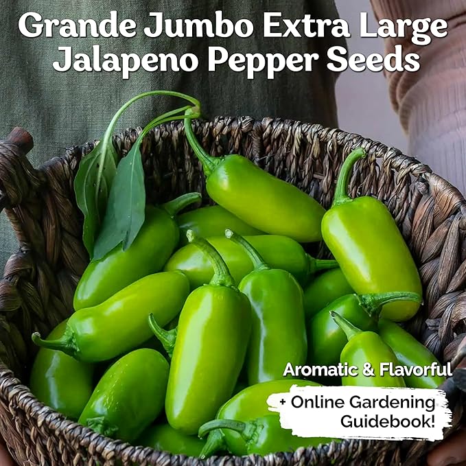 KVITER 100 Grande Jumbo Jalapeno Seeds for Planting (Capsicum Annuum) – Ultimate Stuffer Heirloom Pepper, Extra Large Hot Jalapeno Pepper Seeds – Vegetable Seeds for Outdoor & Indoor Garden