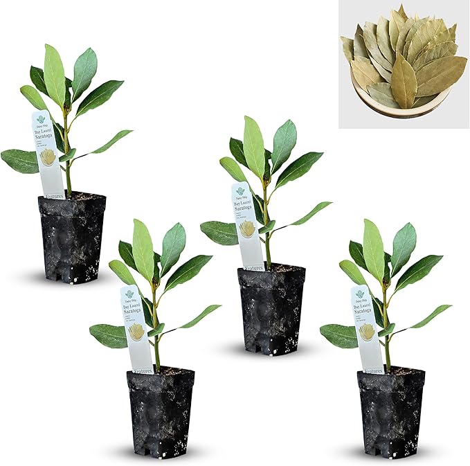 Mediterranean Bay Leaf, Bay Laurel Live Plant. Saratoga/Standard Varieties - Laurus Nobilis. Fragrant, Fresh, Edible. Pots/Ground Planting. Mild/Strong Flavor (2 Srtg + 2 Std Bay Plants in Cup)