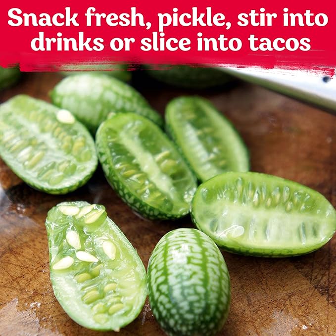 KVITER 75 Cucamelon Seeds for Planting (Melothria Scabra) – Mexican Sour Gherkin Seeds, Gherkin Cucumber, Mexican Mini Watermelon – Heirloom Vegetable Seed for Outdoor & Indoor Garden, Containers