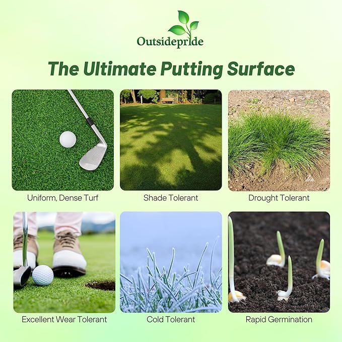 Outsidepride True Putt Perennial Creeping Bluegrass Seed - 10 Lbs. Shade-Tolerant Bluegrass for Golf Courses & Home Putting Greens - Ideal for Dense, Fine-Textured Lush Turf in Low-Light Areas