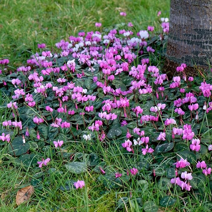Pink Cyclamen Bulb Collection โ 3, 6 or 9 Premium Indoor/Outdoor Hardy Cyclamen for Shade | Colorful Pink/White Flowers & Marbled Leaves | Bloom Fall to Spring โ Zones 6โ9 (3 Bulbs)
