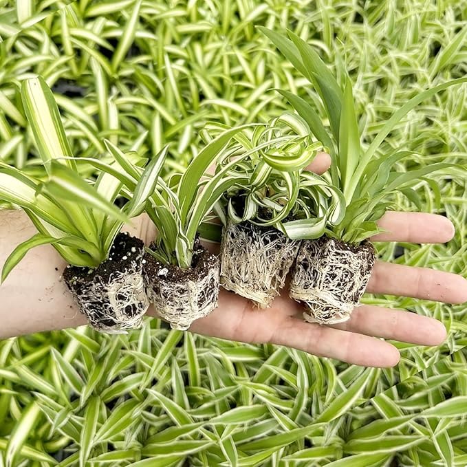 Spider Plant Variety Pack - 4 Spider Plants Live House Plants - Ocean, Hawaiian, Green, Bonnie Curly - Perfect for Home Garden & Office Decor - Ideal for Indoor Air Quality & Easy to Care