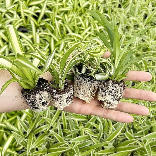 Spider Plant Variety Pack - 4 Spider Plants Live House Plants - Ocean, Hawaiian, Green, Bonnie Curly - Perfect for Home Garden & Office Decor - Ideal for Indoor Air Quality & Easy to Care
