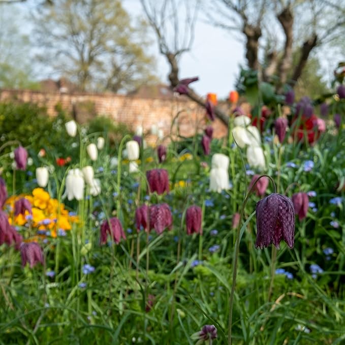 Garden Gem Flowers Collection-100 Bulbs-Featuring 4 Varieties of Flowers-Alliums, Hyacinths, Lily,Squill-Add a Beautiful Pop of Pink, Blue, White, Yellow to Any Landscape-Attracts Butterflies & Bees