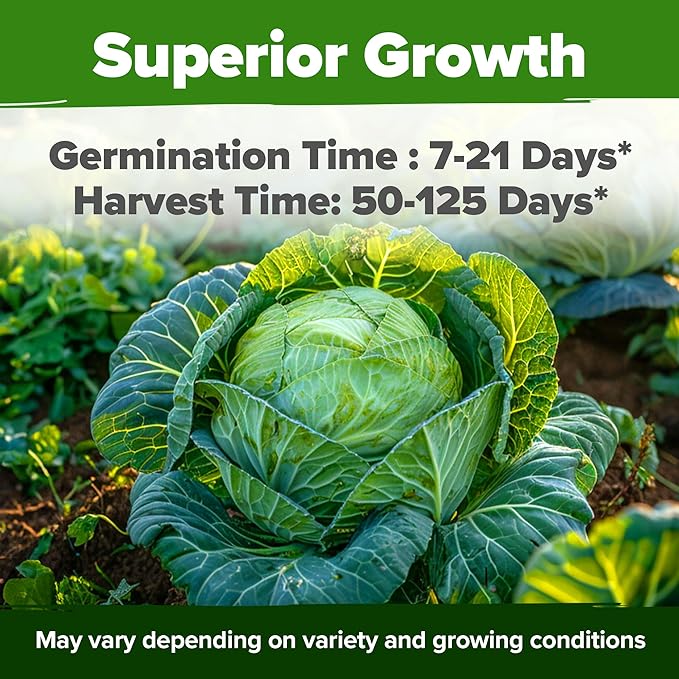 HOME GROWN 7 Cabbage Seeds for Planting - 2000+ Heirloom π‘π’π‘-ππ π’ π¨π¦π Seeds - Golden Acre,BokChoy,Savoy,Michihili, Red Acre, Copenhagen Market,Jersey Wakefield - Vegetable Seeds for Planting